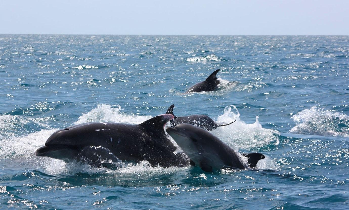Дельфины Афалина Крым